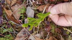 Dendrolycopodium hickeyi