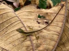 Anolis krugi