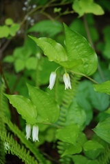 Prosartes smithii