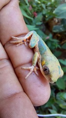 Pithecopus hypochondrialis