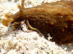 Dolabrifera brazieri