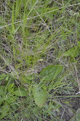Verbascum phoeniceum