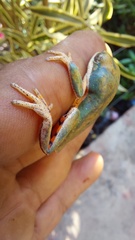 Pithecopus hypochondrialis