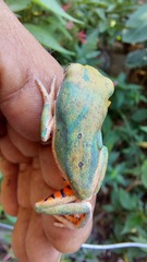 Pithecopus hypochondrialis