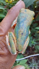 Pithecopus hypochondrialis