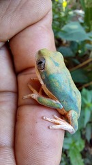 Pithecopus hypochondrialis