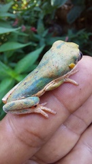 Pithecopus hypochondrialis