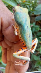 Pithecopus hypochondrialis