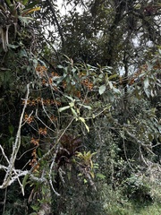 Cyrtochilum