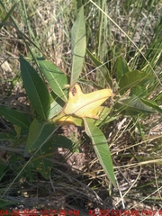 Puccinia minutissima