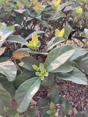 Viburnum odoratissimum