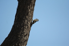 Chloropicus namaquus