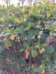 Viburnum odoratissimum
