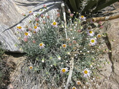 Erigeron parishii