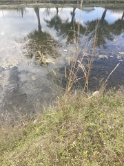 Cenchrus polystachios