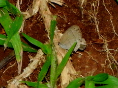 Cissia