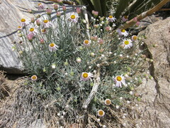 Erigeron parishii
