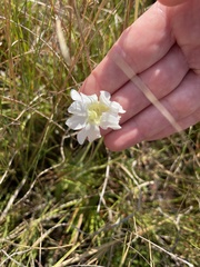 Pinguicula caerulea
