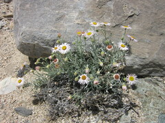 Erigeron parishii