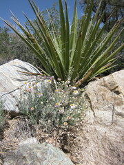 Erigeron parishii
