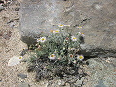 Erigeron parishii
