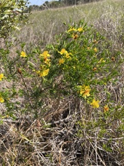 Hypericum fasciculatum