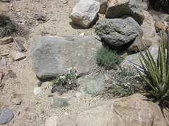 Erigeron parishii