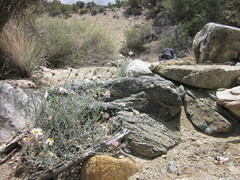 Erigeron parishii