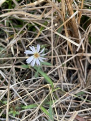 Symphyotrichum simmondsii