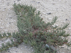 Suaeda edulis