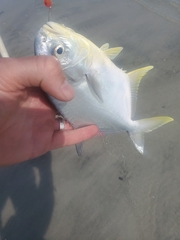 Trachinotus carolinus