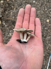 Clitocybaceae