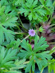 Geranium