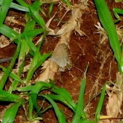 Cissia