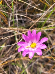 Sabatia decandra
