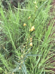 Chamaecrista mimosoides