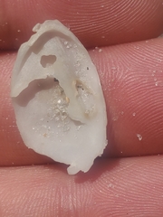 Crepidula plana