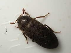 Dermestes