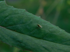 Diptera
