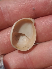 Crepidula fornicata