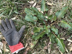 Rumex obtusifolius