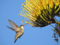 Leucolia violiceps