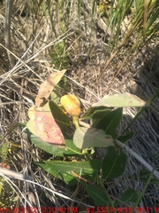 Puccinia minutissima