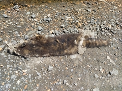 Nasua olivacea