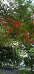 Delonix regia
