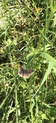 Aricia agestis