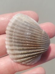 Anadara brasiliana
