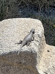 Sceloporus mucronatus