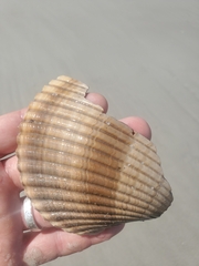 Dinocardium robustum