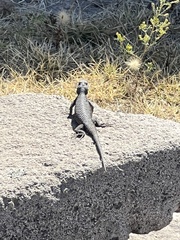Sceloporus mucronatus